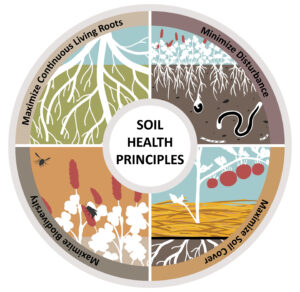 The four soil health principles: 1) minimize disturbance, 2) maximize biodiversity, 3) maximize soil cover, and 4) maximize continuous living roots