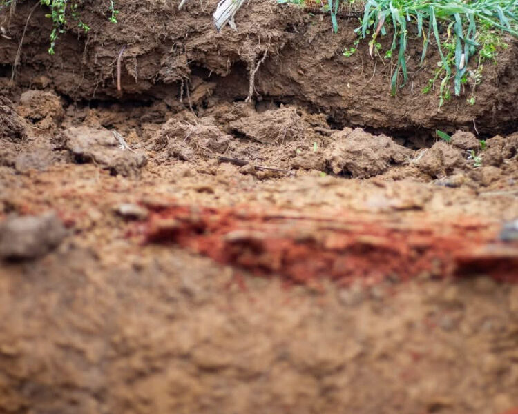 Dirty Truth of Soil: Not Just for Playing In (But Also That)